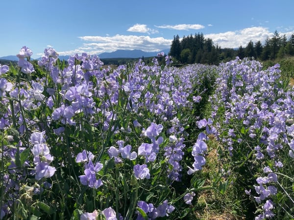 Blue Celeste