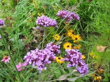 Purple Top Verbena