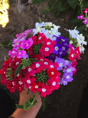 Ideal Florist Mix Verbena