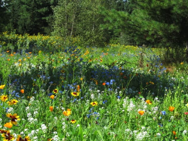 Northeast Wildflower Mix