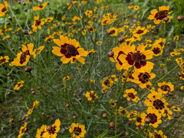 Dyer’s Coreopsis Mix