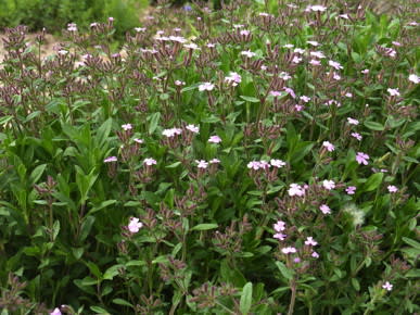 Soapwort