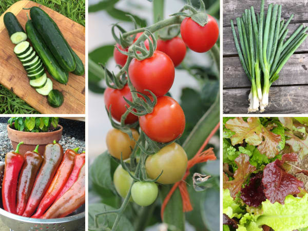 Container Garden Collection