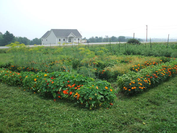 The Kitchen Herb Garden