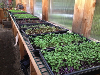 Microgreens Collection