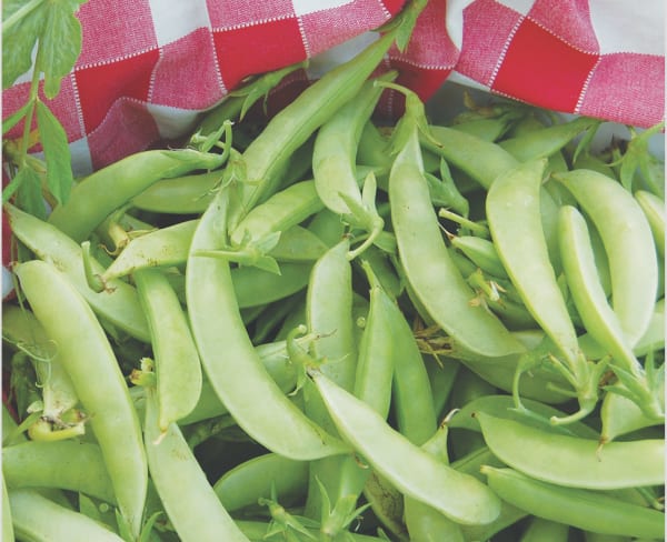 Amish Snap Pea