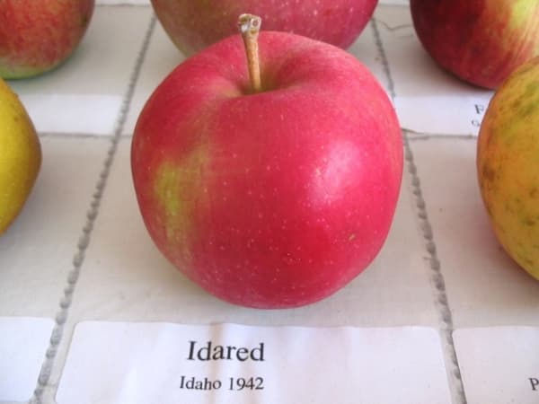 Idared