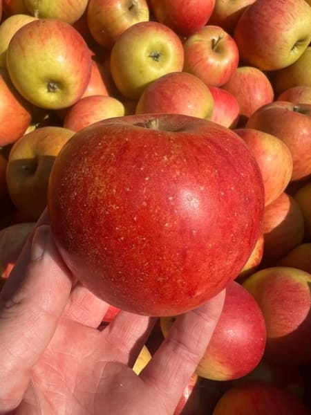 Karmijn de Sonnaville