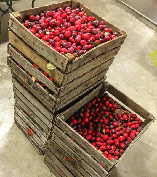 Cranberry main item image