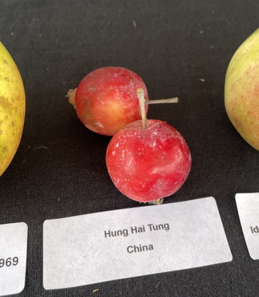 Hung Hai Tung