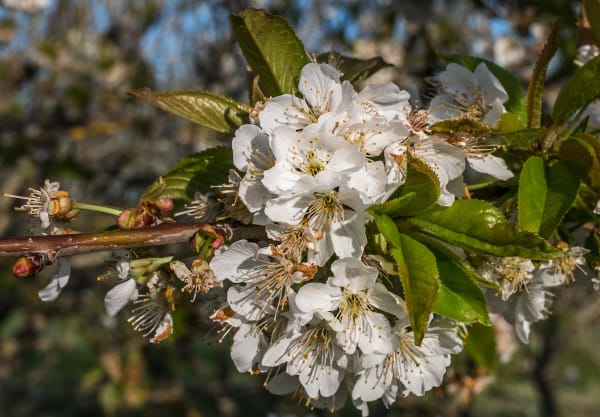 photo title: Vitoria - Huertas de Olárizu - Prunus avium -BT- 01.jpg
source: https://upload.wikimedia.org/wikipedia/commons/5/57/Vitoria_-_Huertas_de_Ol%C3%A1rizu_-_Prunus_avium_-BT-_01.jpg
creator: Basotxerri
licensed under: CC BY-SA 4.0
this image has been cropped Lapins