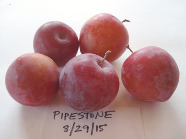 Pipestone