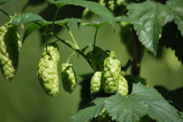 photo title: Magnum variety, which is considered to be one of the most important commercially.jpg
source: https://upload.wikimedia.org/wikipedia/commons/2/23/Magnum_variety%2C_which_is_considered_to_be_one_of_the_most_important_commercially.jpg
creator: Liana.salanta
licensed under: CC BY-SA 4.0
this image has been cropped Magnum