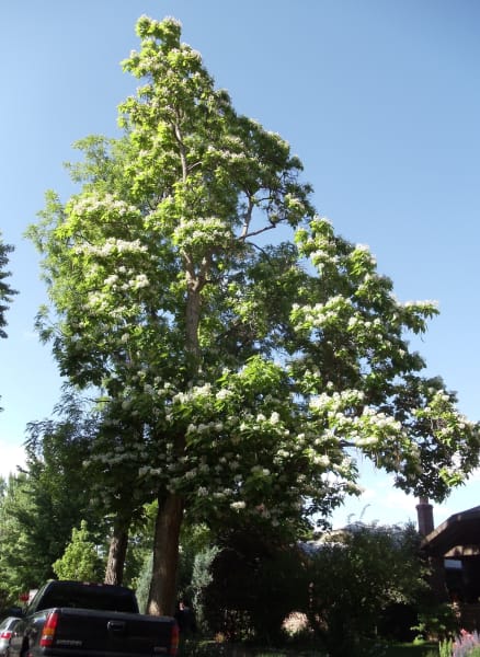 Northern Catalpa