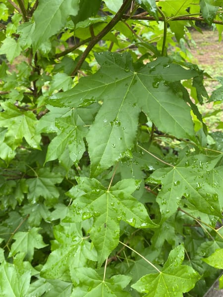 Sweetgum