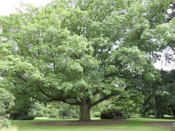 Northern Red Oak main item image