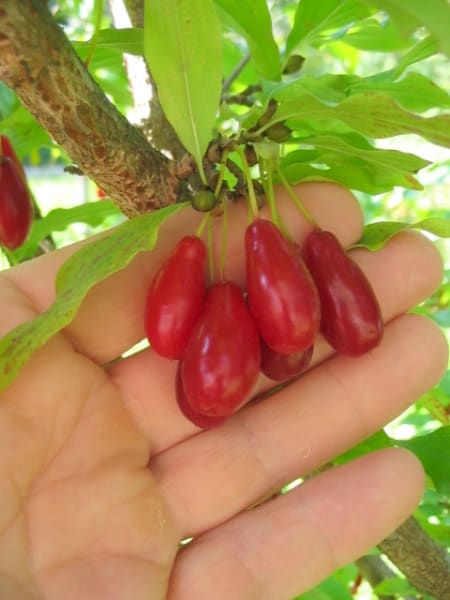 Cornelian Cherry