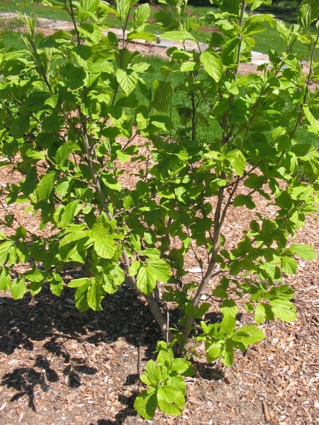 Witch Hazel