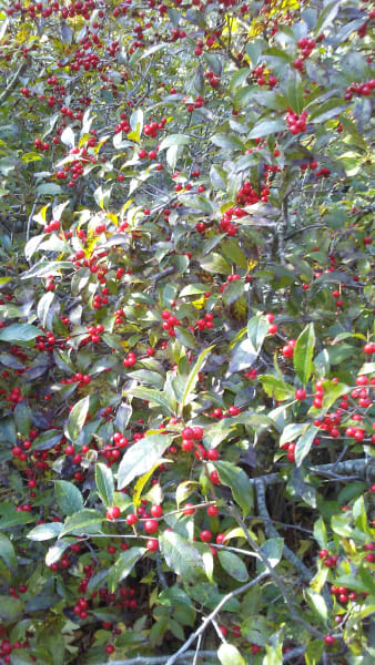 Winterberry Seedling