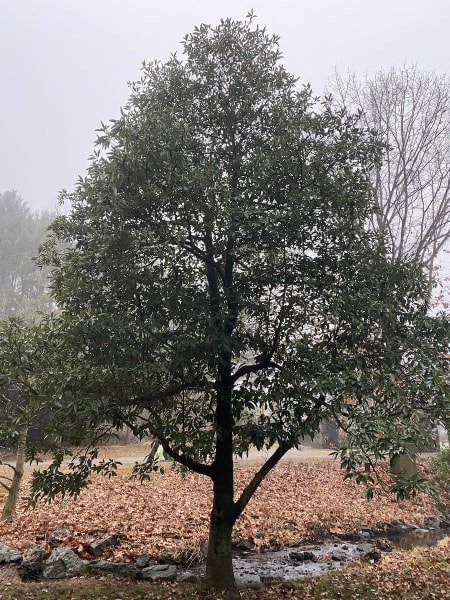 Sweetbay Magnolia