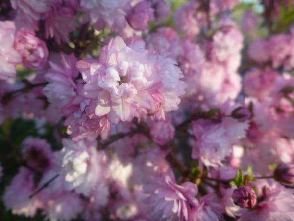 ‘Rosea Plena’ Dwarf Flowering Almond