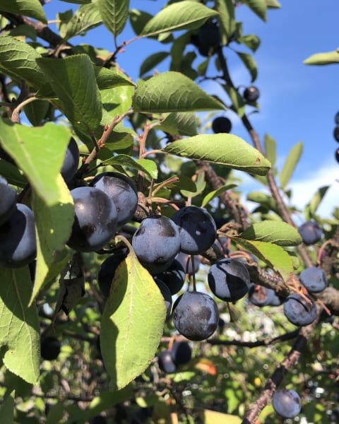 Beach Plum
