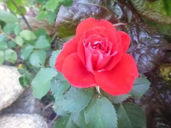 ‘Canadian Shield’