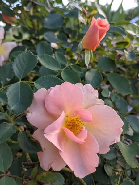 ‘Chinook Sunrise’