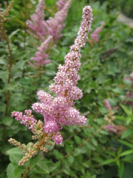 Steeplebush