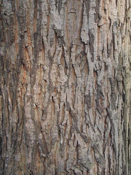 photo title: Carya laciniosa Orzesznik siedmiolistkowy 2019-04-06 07.jpg
source: https://commons.wikimedia.org/wiki/File:Carya_laciniosa_Orzesznik_siedmiolistkowy_2019-04-06_07.jpg
creator: Agnieszka Kwiecień, Nova
licensed under: CC BY-SA 4.0
this image has been cropped Shellbark Hickory