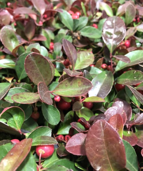 Wintergreen