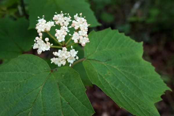 photo title: Viburnum acerifolium (35052610291).jpg
source: https://www.flickr.com/photos/138014579@N08/35052610291
creator: Plant Image Library
licensed under: CC BY-SA 2.0
this image has been cropped Maple Leaf