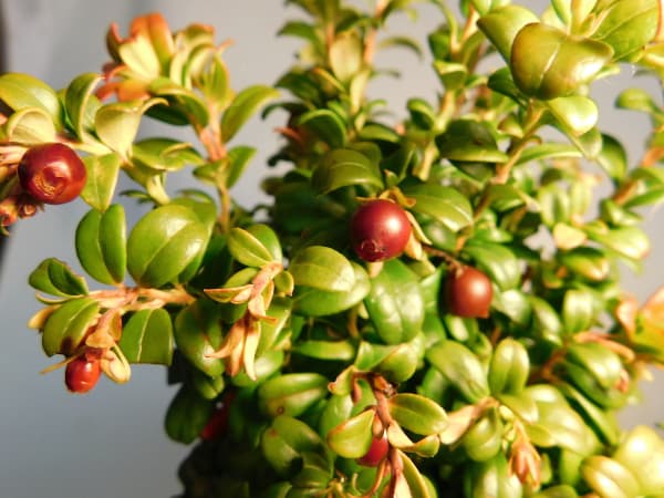 ‘Erntesegen’