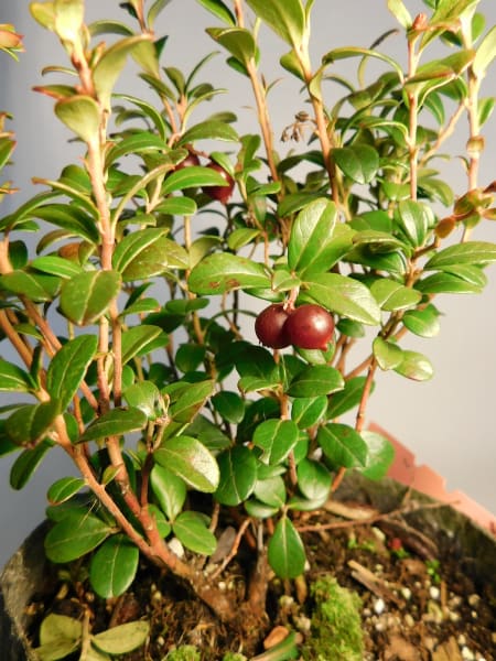 ‘Linnea’