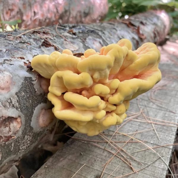 Chicken of the Woods