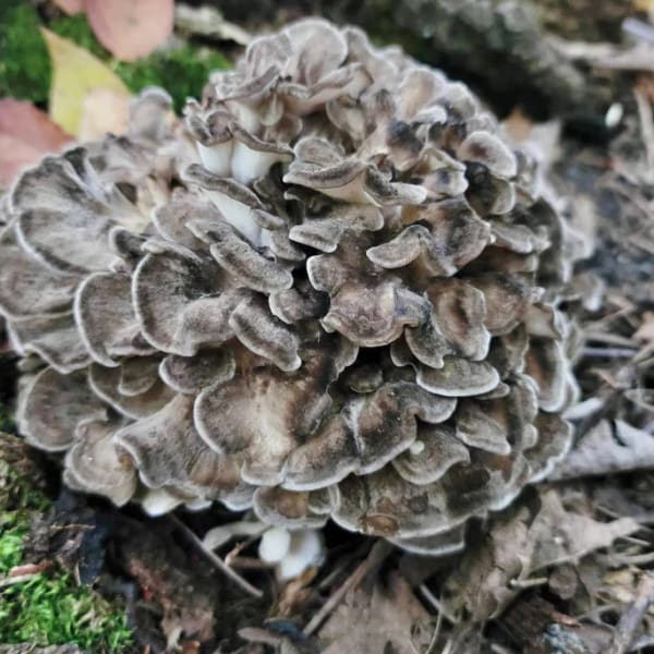 Hen of the Woods