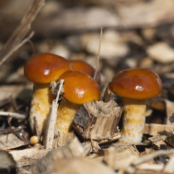 Nameko