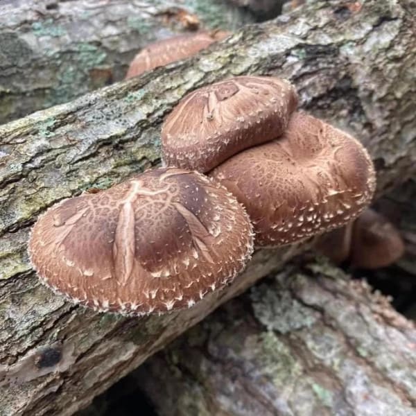 Shiitake