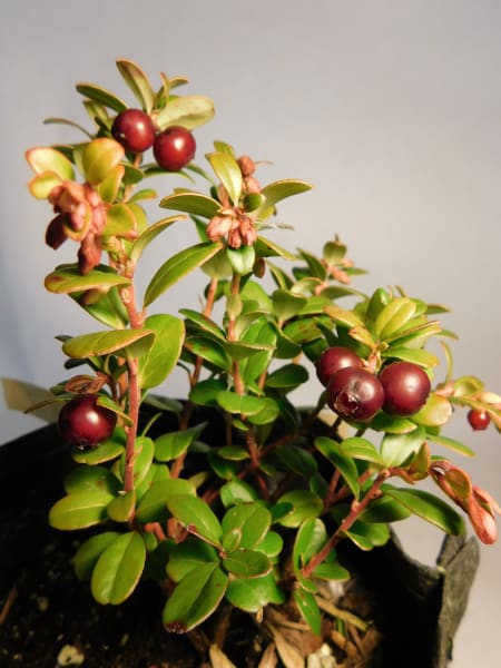 ‘Balsgard’ main item image
