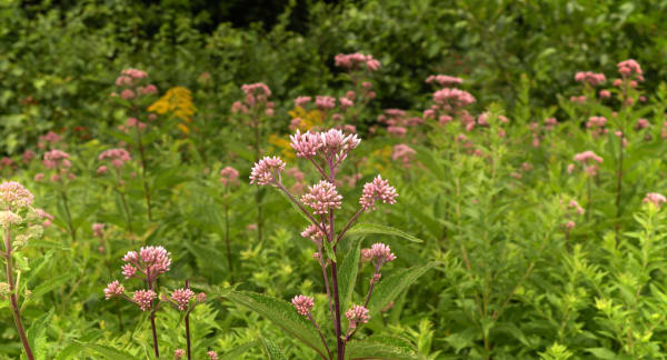 photo title: Eutrochium fistulosum (hollow Joe-Pye weed), Foster, RI (41966736990).jpg
source: https://upload.wikimedia.org/wikipedia/commons/4/42/Eutrochium_fistulosum_%28hollow_Joe-Pye_weed%29%2C_Foster%2C_RI_%2841966736990%29.jpg
creator: Doug McGrady
licensed under: CC BY-SA 2.0
this image has been cropped Hollow Stem Joe Pye Weed