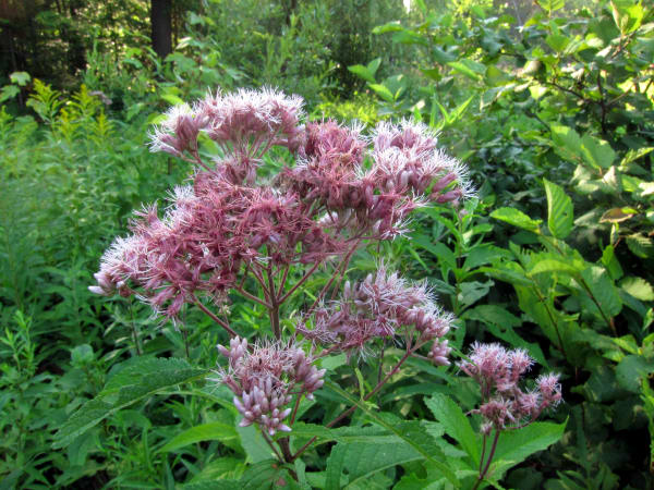 photo title: Eutrochium purpureum (6014019908).jpg
source: https://upload.wikimedia.org/wikipedia/commons/7/7a/Eutrochium_purpureum_%286014019908%29.jpg
creator: Charles de Mille-Isles
licensed under: CC BY-SA 2.0
this image has been cropped Sweet Joe Pye Weed