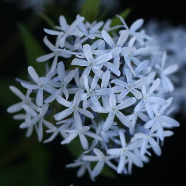 Willow-leaf Bluestar