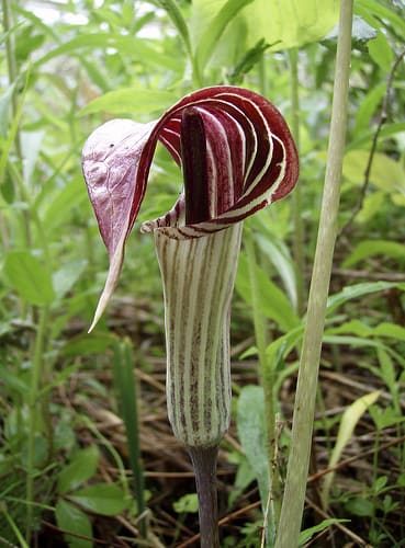 Jack-in-the-Pulpit