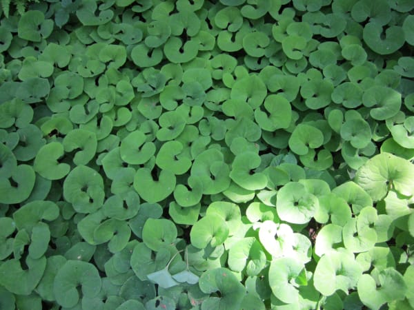 Canadian Wild Ginger