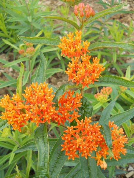 Butterfly Weed