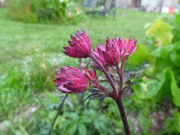 ‘Burgundy Manor’ Masterwort