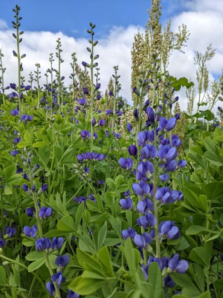 Blue False Indigo
