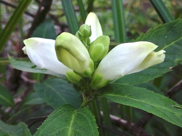 White Turtlehead