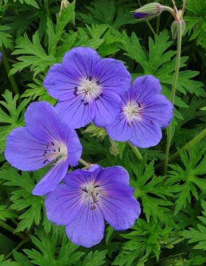 ‘Orion’ Meadow Cranesbill