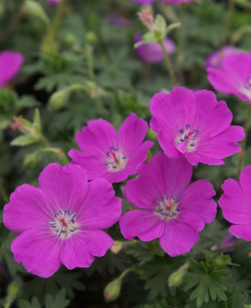 ‘Max Frei’ Bloody Cranesbill
